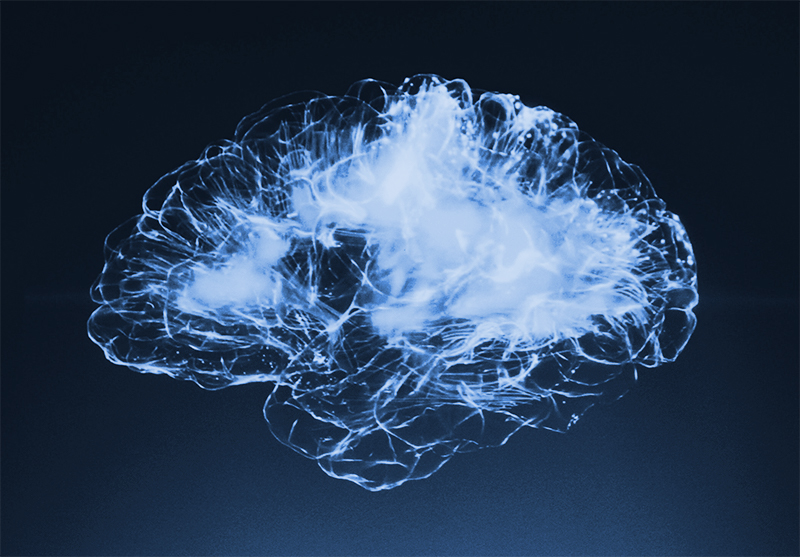 Human brain